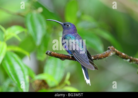 Violette Sabrewing Campylopterus Hemileucurus San Jose, COSTA RICA 7 November erwachsenen männlichen Trochilidae Stockfoto