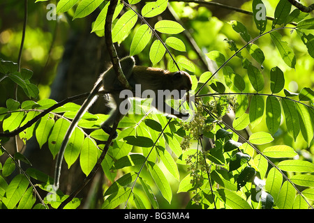 Krabben essen Makaken, Macaca Facicularis, Monkey, Essen Stockfoto