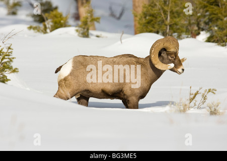 Bighorn Ram (Ovis Canadensis) im Schnee Stockfoto