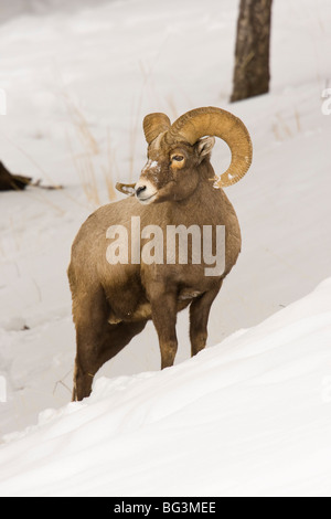 Bighorn Ram (Ovis Canadensis) im Schnee Stockfoto