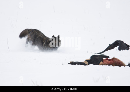 Grauer Wolf (Canis Lupus), schwarze Phase, nähert sich ein Elch töten im Schnee Stockfoto