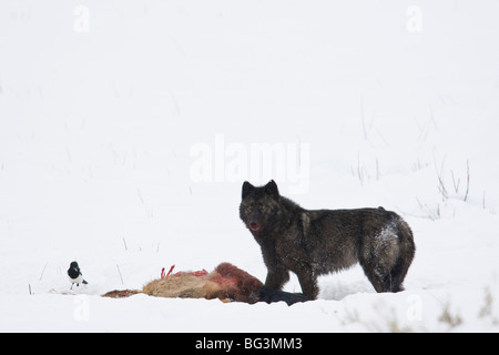 Grauer Wolf (Canis Lupus), schwarze Phase, Fütterung auf Elch töten im Schnee Stockfoto