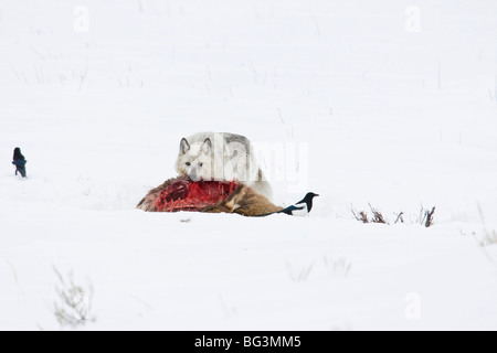 Grauer Wolf (Canis Lupus) auf einem Elch töten im Schnee Stockfoto