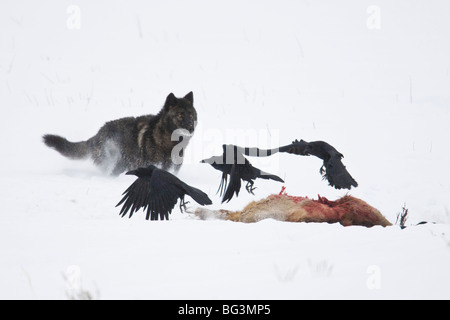 Grauer Wolf (Canis Lupus), schwarze Phase, Fütterung auf Elch töten im Schnee Stockfoto