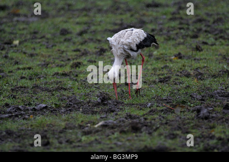 Storch auf Feld sitzen und Essen Kommissionierung Stockfoto