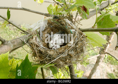 Östlichen Kingbird Nest mit Eiern Stockfoto