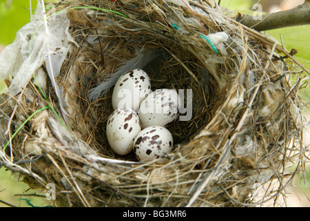 Östlichen Kingbird Nest mit Eiern Stockfoto