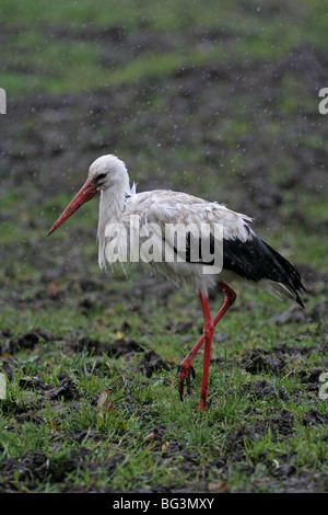 Storch auf Feld sitzen und Essen Kommissionierung Stockfoto