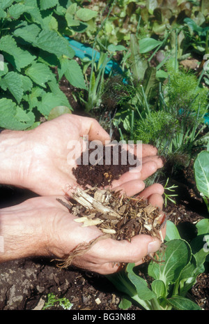 Hände halten Schmutz Garten Kompost Vergleich vor & nach nebeneinander Anzeige organische Gartenarbeit Schritt für Schritt natürliches Grün Stockfoto