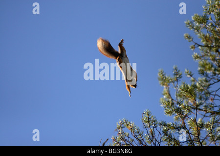 Eichhörnchen springen von Baum zu Baum, in der Luft und fliegen in der Luft. Stockfoto