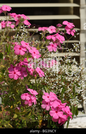 Rosa Blüten im Blumenkasten an der National Botanic Garden von Belgien bei Meise (bei Brüssel) in Flämisch-Brabant, Belgien. Stockfoto