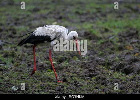 Storch auf Feld sitzen und Essen Kommissionierung Stockfoto