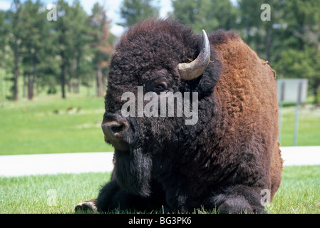 Bison Wildlife Loop Road, die durch Custer State Park läuft ruhig saß. Stockfoto