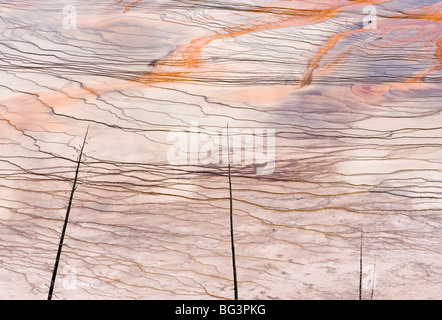 Eine Detailansicht der bakterielle Matten Grand Bildobjekte Springs im Yellowstone-Nationalpark, Wyoming, USA. Stockfoto