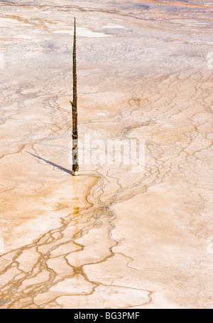 Eine Detailansicht des Grand Bildobjekte Federn bakterielle Matten und ein toter Baum im Yellowstone-Nationalpark, Wyoming, USA. Stockfoto