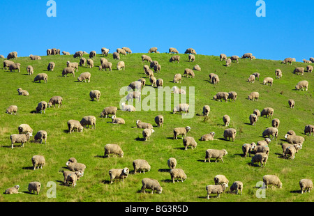 Neuseeland, Südinsel, South Canterbury. Schafe auf einem Hügel. Stockfoto