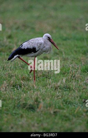 Storch auf Feld sitzen und Essen Kommissionierung Stockfoto