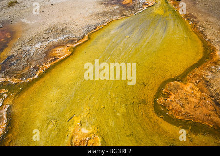 Pigmentierte Bakterien im Abflusswasser aus einer heißen Quelle im Yellowstone-Nationalpark, Wyoming, USA. Stockfoto