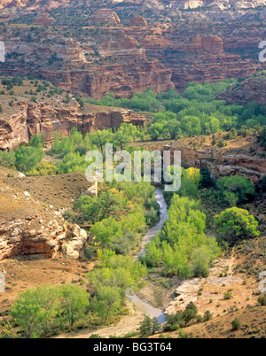 Escalante River Canyon flussaufwärts aus Utah Highway 12, Grand Staircase-Escalante National Monument, mit Pappeln, gefüttert Stockfoto
