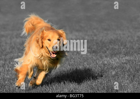 Jungen Erwachsenen Golden Retriever, ausgeführt in einem grünen park Stockfoto