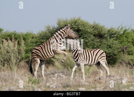 Burchell Zebra, Equus burchelli Stockfoto