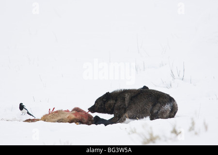 Grauer Wolf (Canis Lupus), schwarze Phase, Fütterung auf Elch töten im Schnee Stockfoto