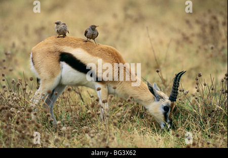 Symbiose: Thomson es Gazelle mit Flecht-Stare / Gazella Thomsonii Stockfoto