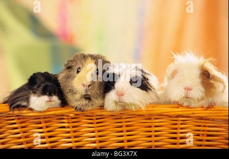 vier Meerschweinchen in einem Korb Stockfoto