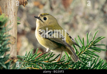 Wintergoldhähnchen (Regulus Regulus) thront auf einem Nadelbaum-Zweig Stockfoto