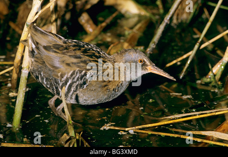 Wasserbahn (Rallus aquaticus) Futtersuche im Wasser Stockfoto