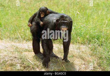 Schimpanse mit Cub auf seine Tasche / Pan Troglodytes Stockfoto