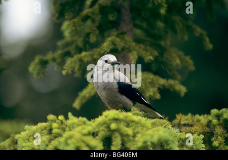 Clarks Nussknacker auf einem Baum / Nucifraga Columbiana Stockfoto