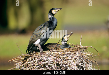 zwei Kormorane im Nest / Phalacrocorax Carbo Stockfoto
