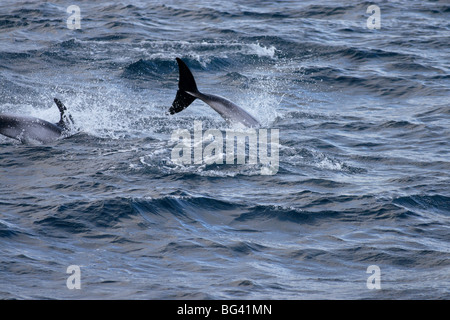 Delphine Sufacing und springen aus dem Wasser mit einem Schuss zeigt Rückenflosse in der Barentssee Stockfoto