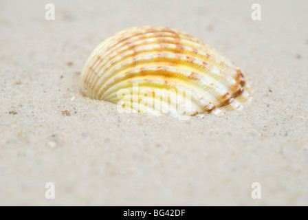 Gemeinsame cockle Seashell (Cerastoderma edule, Cardium edule) auf Sand Stockfoto