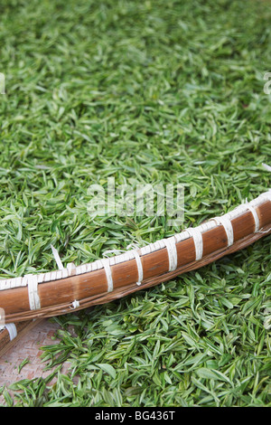 Teeblätter trocknen, Longjing, Hangzhou, China, Asien Stockfoto