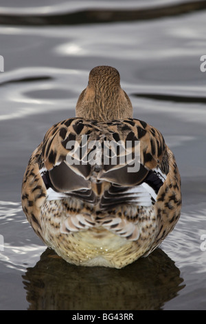 Ente sitzend am Ufer Stockfoto