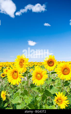 Feld von Sonnenblumen, Provence, Frankreich Stockfoto