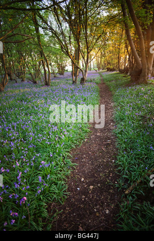 England, Kent, Wanderweg im Bluebell Woods Stockfoto