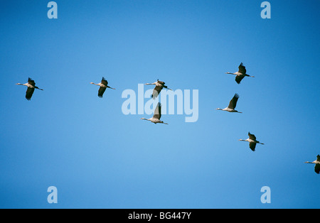 Kraniche - fliegen / Grus Grus Stockfoto