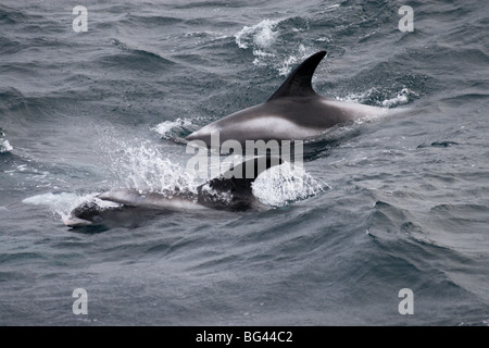 Delphine Sufacing und springen aus dem Wasser mit einem Schuss zeigt Rückenflosse in der Barentssee Stockfoto