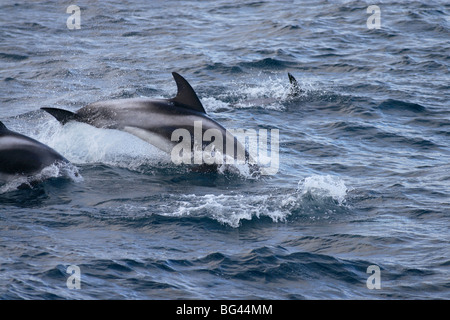 Delphine Sufacing und springen aus dem Wasser mit einem Schuss zeigt Rückenflosse in der Barentssee Stockfoto