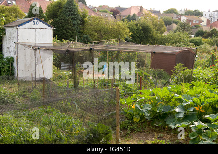 Eine Zuteilung Grundstück mit Schuppen und Netze zum Schutz der Pflanzen vor Vogel Schaden, mit Häusern im Hintergrund Stockfoto