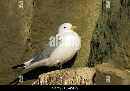 Schwarz-legged Kittiwake, Rissa tridactyla Stockfoto