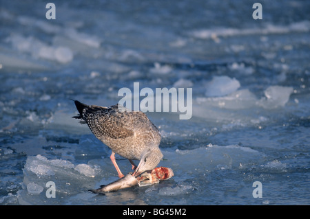 Silbermöwe und Kabeljau, Larus Argentatus & Gadus Morrhua Stockfoto