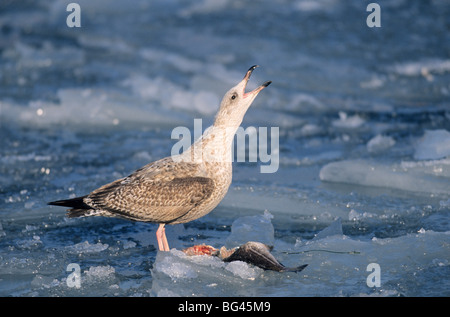 Silbermöwe und Kabeljau, Larus Argentatus & Gadus Morrhua Stockfoto