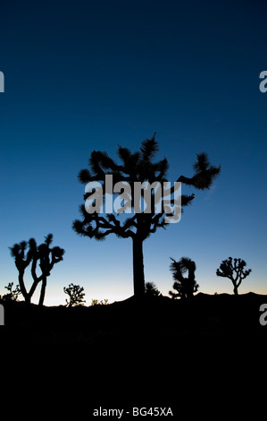 USA, California, Joshua Tree Nationalpark, Joshua Bäume (Yucca Brevifolia) Stockfoto
