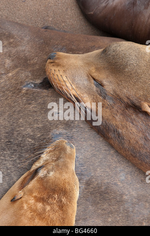 USA, Morro Bay, Kalifornien Seelöwen Stockfoto