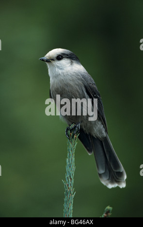 grau, Jay, grau Jay, Perisoreus canadensis Stockfoto