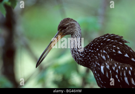 Limpkin, Aramus guarauna Stockfoto